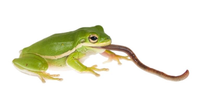 Reptile Food