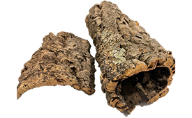 pinus pinaster