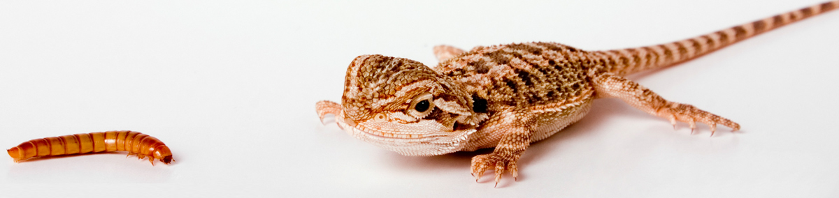 reptile food