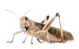 grasshopper