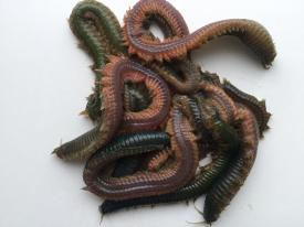 Alitta virens