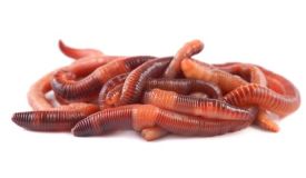 Dendrobaena